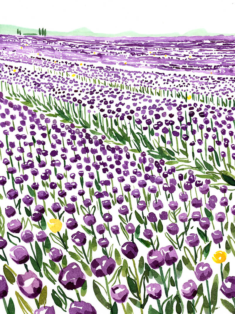 Skagit Valley 2025 Purple Tulips