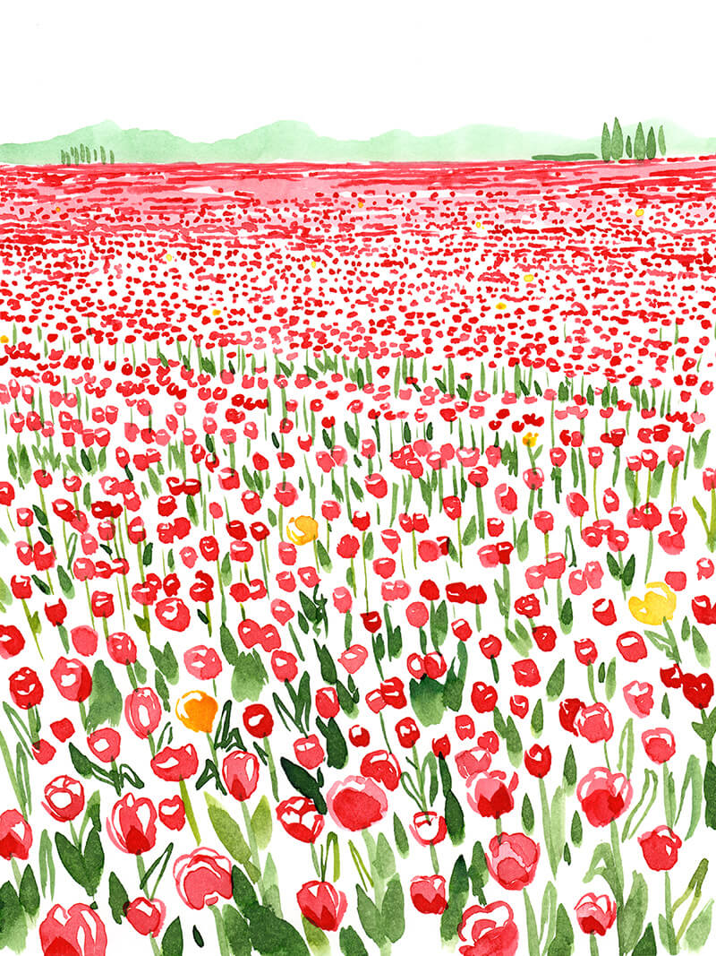 Skagit Valley 2025 Red Tulips